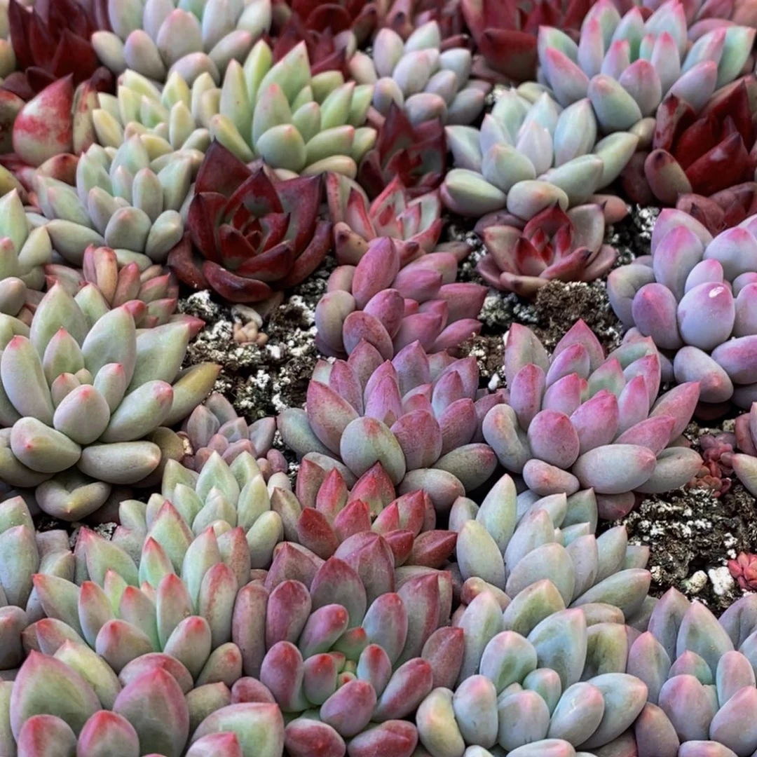 蕊*607个月内的宝宝们可以吗