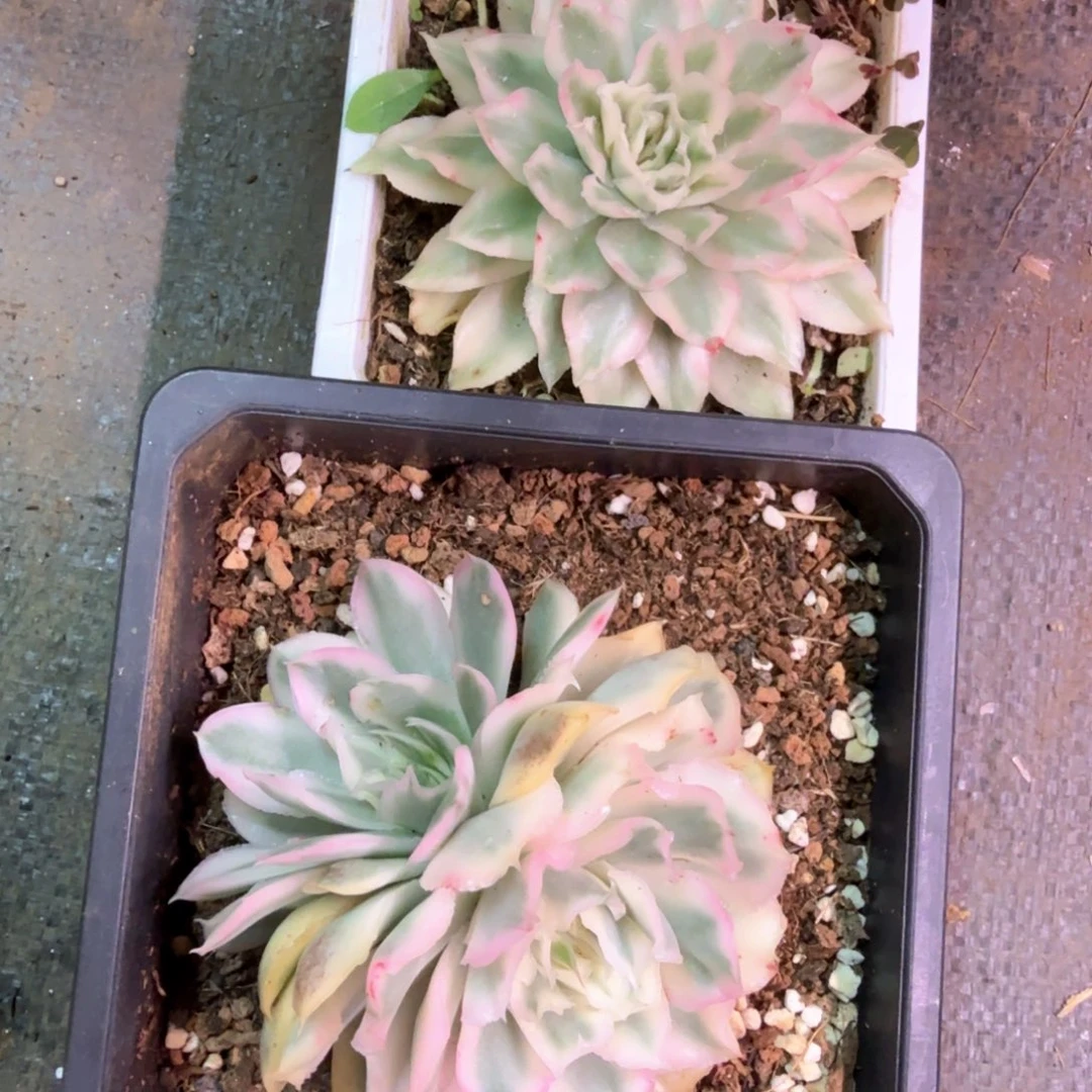 x***g无花朵紫蝴蝶锦 多肉