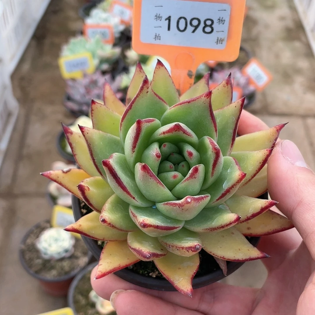 【闪购商品】木**林1098号