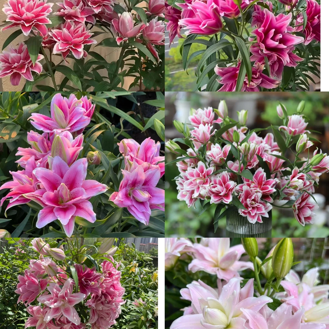 （重瓣种球）荷兰进口香水百合球1颗