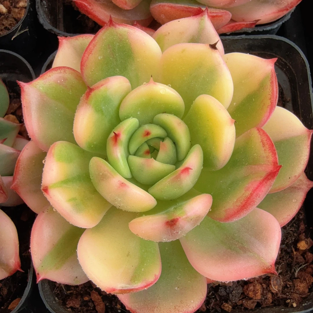 70#弗朗明戈锦带崽(4-6cm)脱土金先生精品多肉