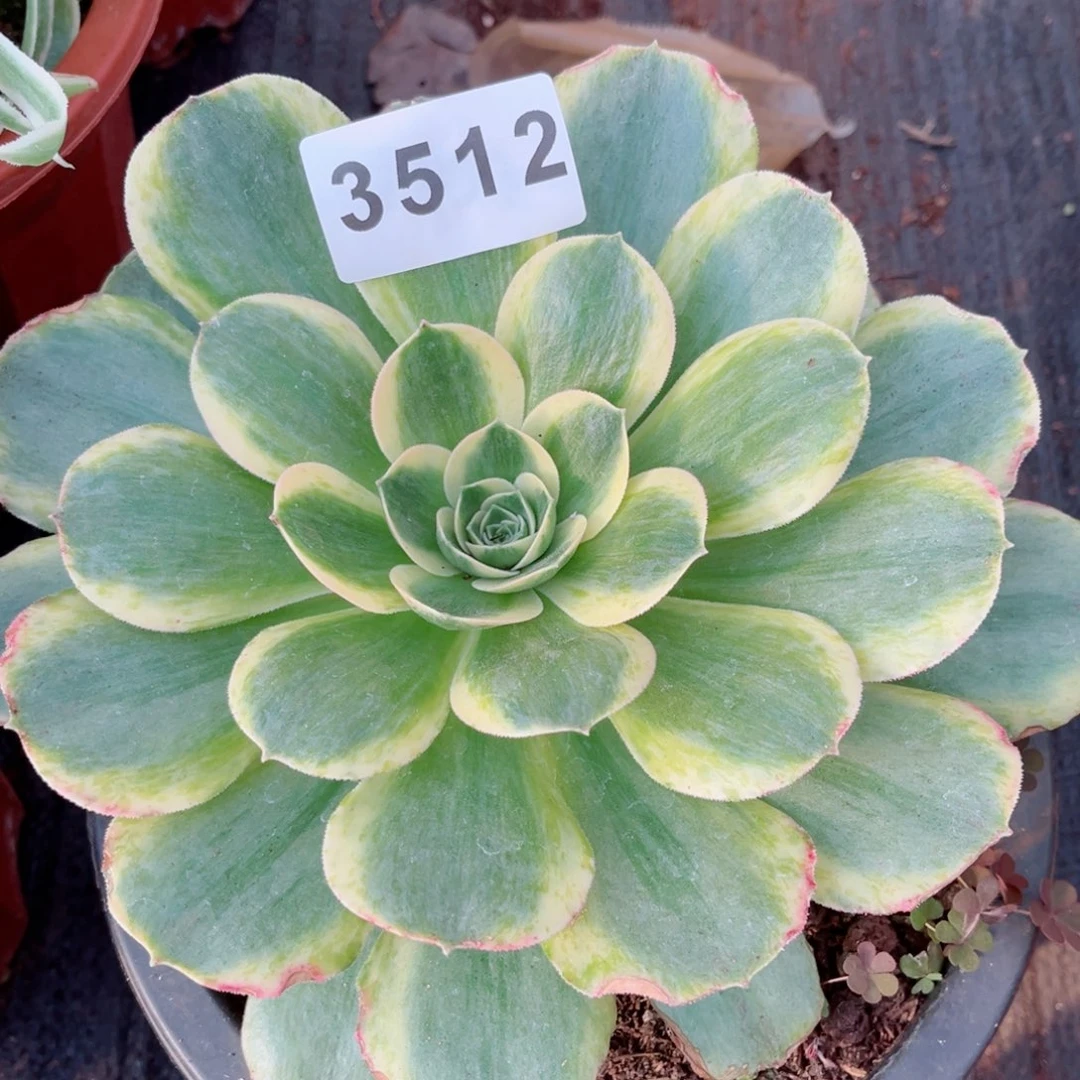 香炉盘白锦多肉发货发货