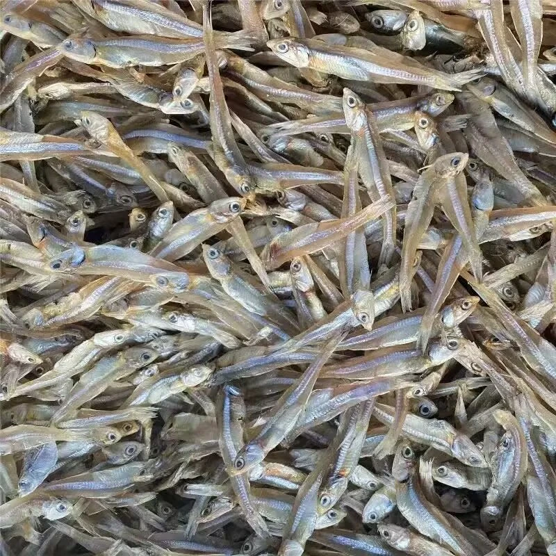 【温州人最爱吃的白帆鱼】海燕鱼小鱼干包邮