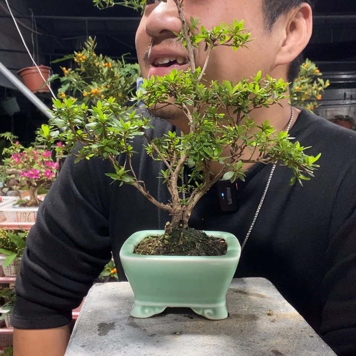 沉***猫以实际为准盆景绿植盆栽50