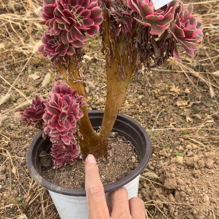 粉女巫多肉植物215