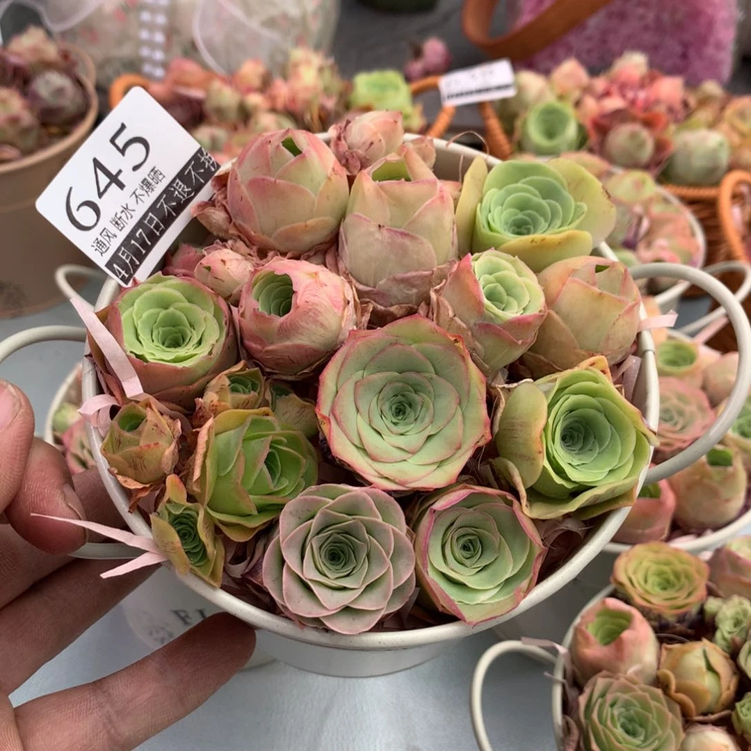 花蓝645山地玫瑰