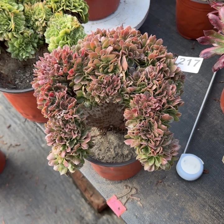 快***）多肉植物玫瑰缀217