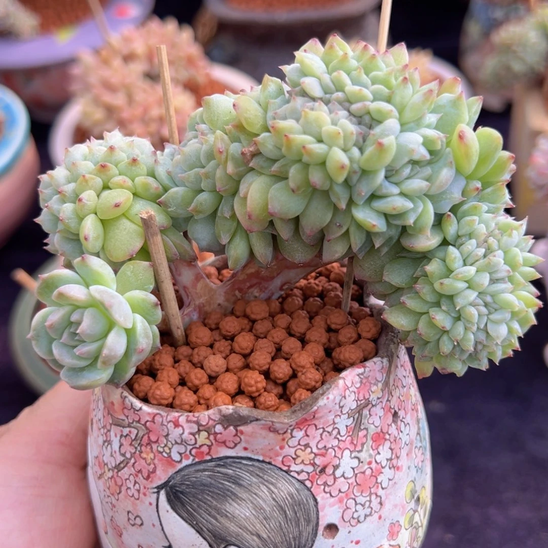 新年快乐哦我爱你们88888888