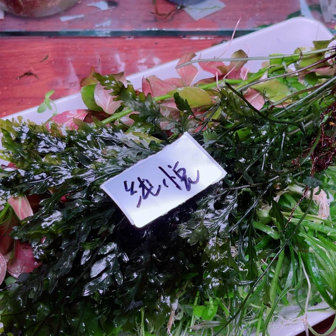美小呆精品水草系列