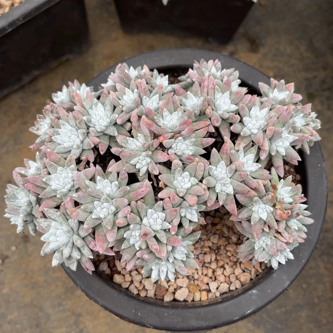 敏***！白菊，仙女杯多肉。