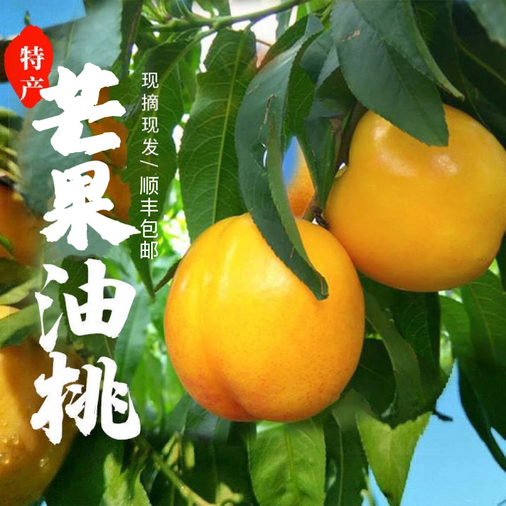 【汇峰农场】芒果黄油桃净重4-4.5斤装 （±2）新鲜采摘 顺丰包邮