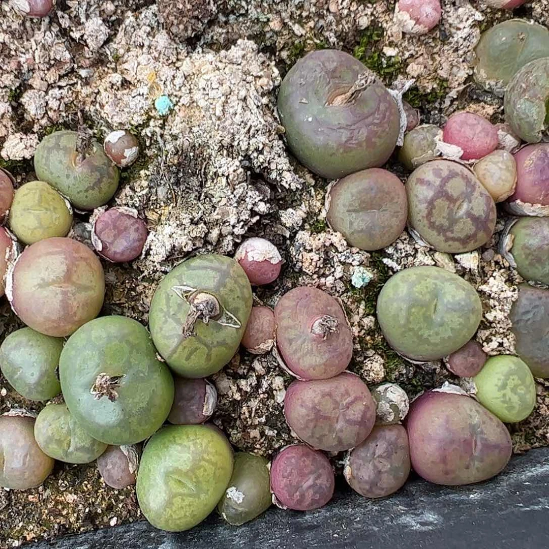 0000461量拍吕红×超墨6颗