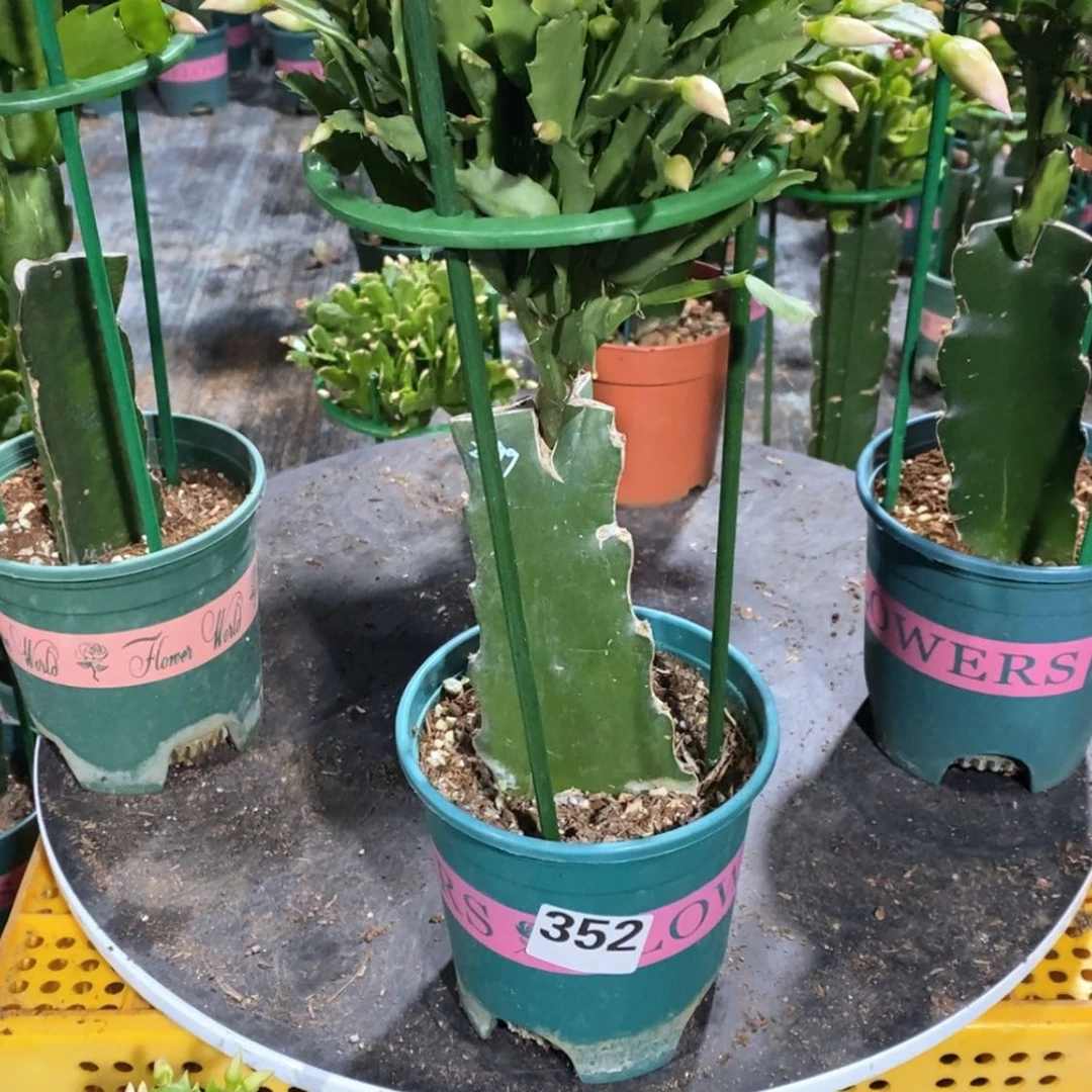 【闪购商品】当前无花朵，栽培后可花朵霞*352嫁接2099