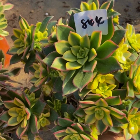 艳日辉多肉植物844多肉