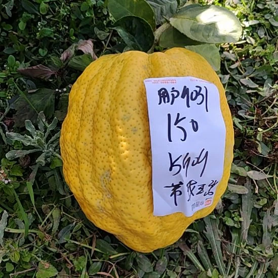 用***5小黄金嘎嘎嘎嘎嘎嘎嘎嘎嘎嘎嘎嘎嘎嘎