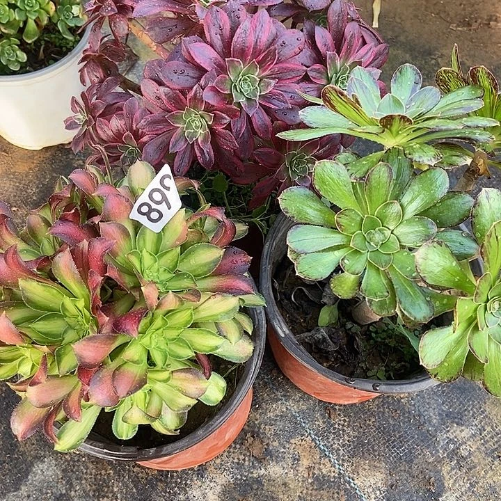 三科特价不包断899多肉裸根