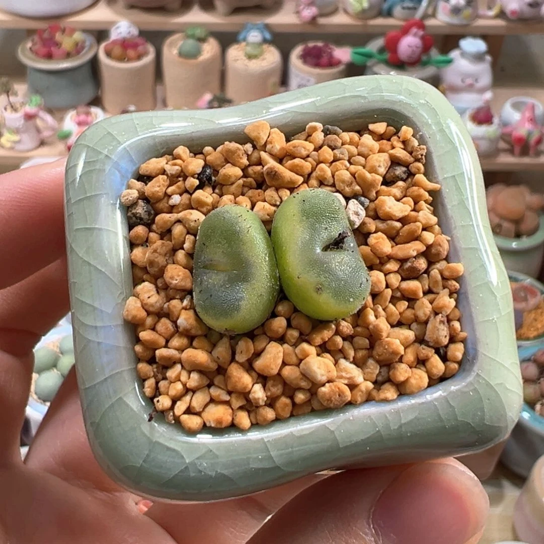 多肉植物66号水晶鞋