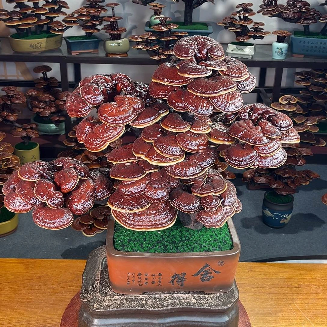 无花朵万事如意888888888888888