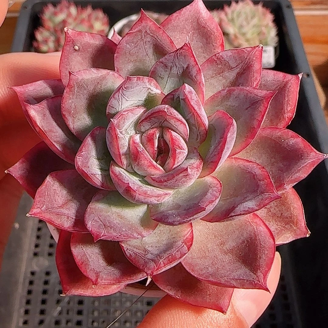 多肉1105--152暗纹系