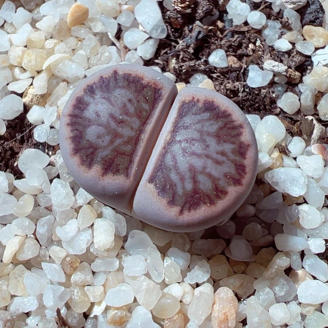 1223-288多肉多肉菊菊黑菊