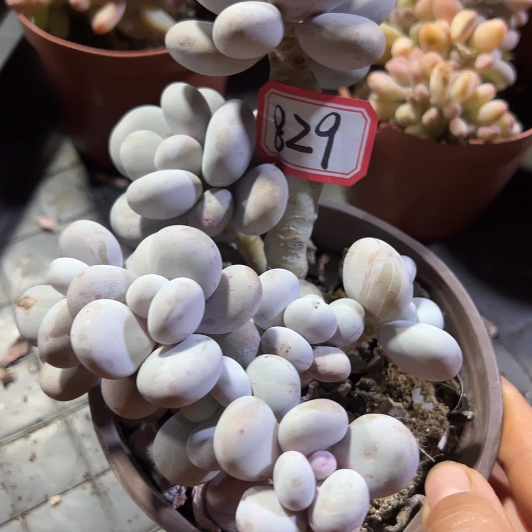 829号奶酪一物一拍