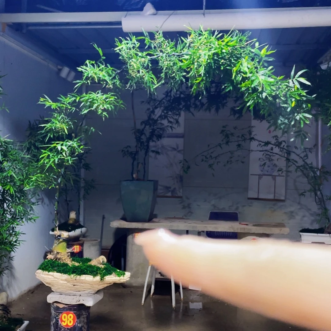 无花朵仙****y小叶簕竹熟桩陶瓷盆一物一拍