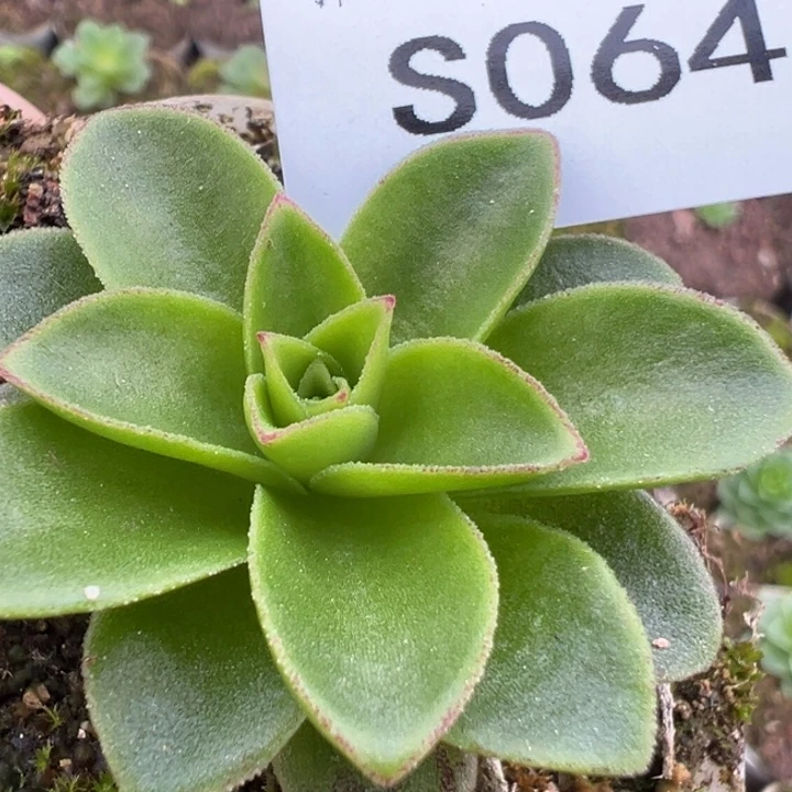 三碗064  忘川龙吟