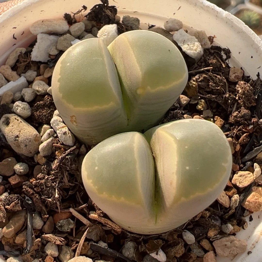 163多肉植物种类多样