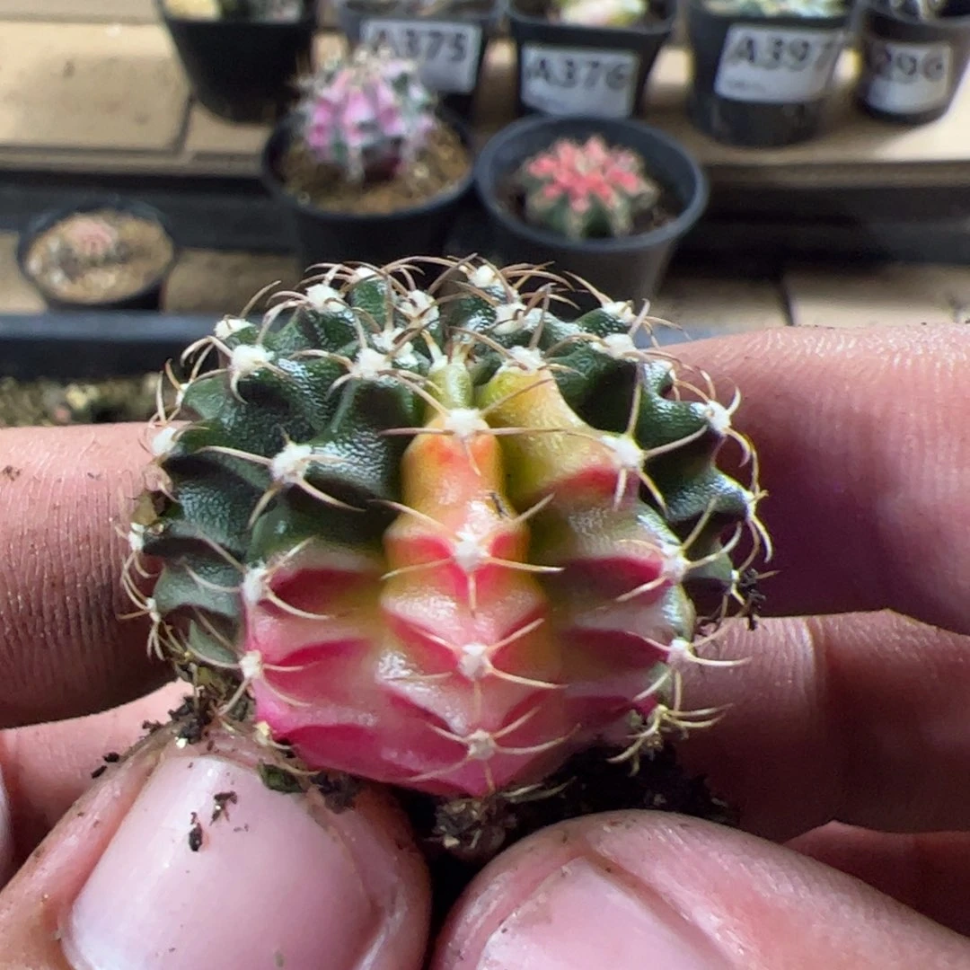 当前无花栽培后可以开花465
