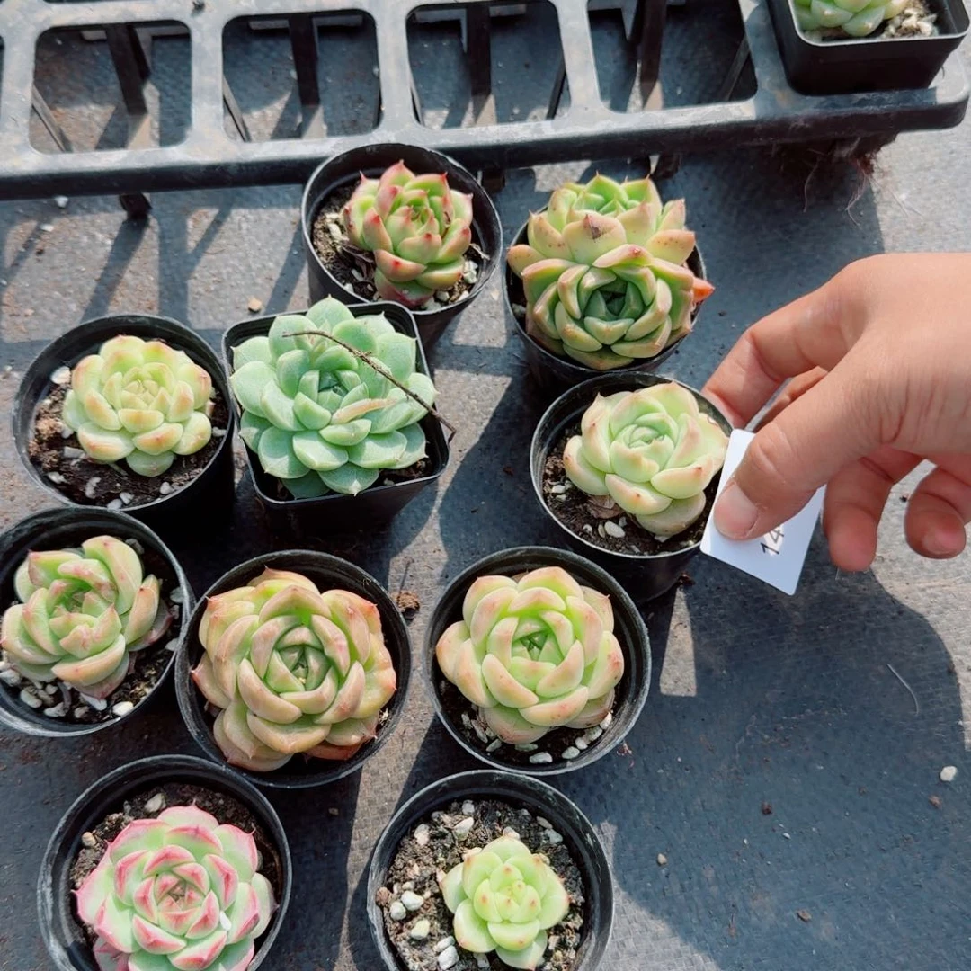 糖心麦秆混十棵量拍14-5