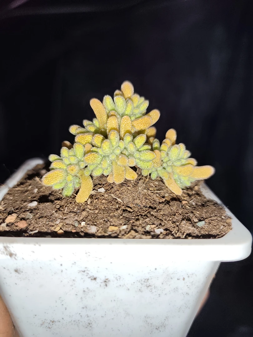 枝干番杏 蜜橘糖球