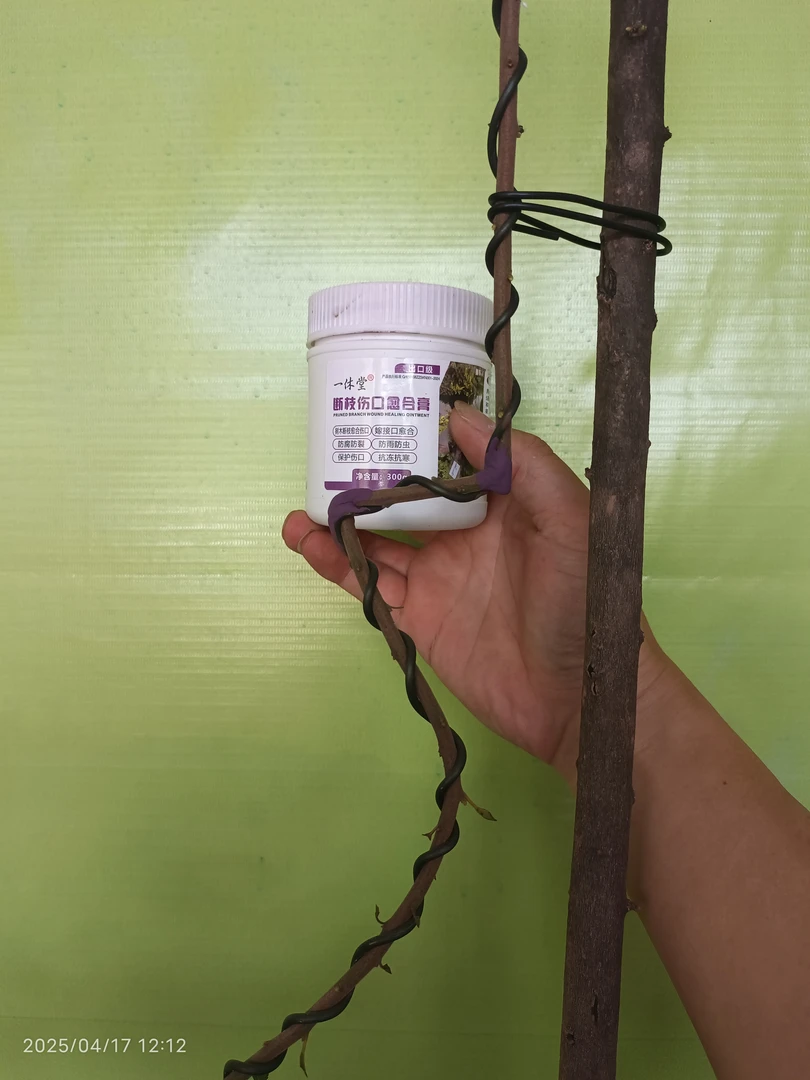 金弹子断枝膏断枝伤口通用