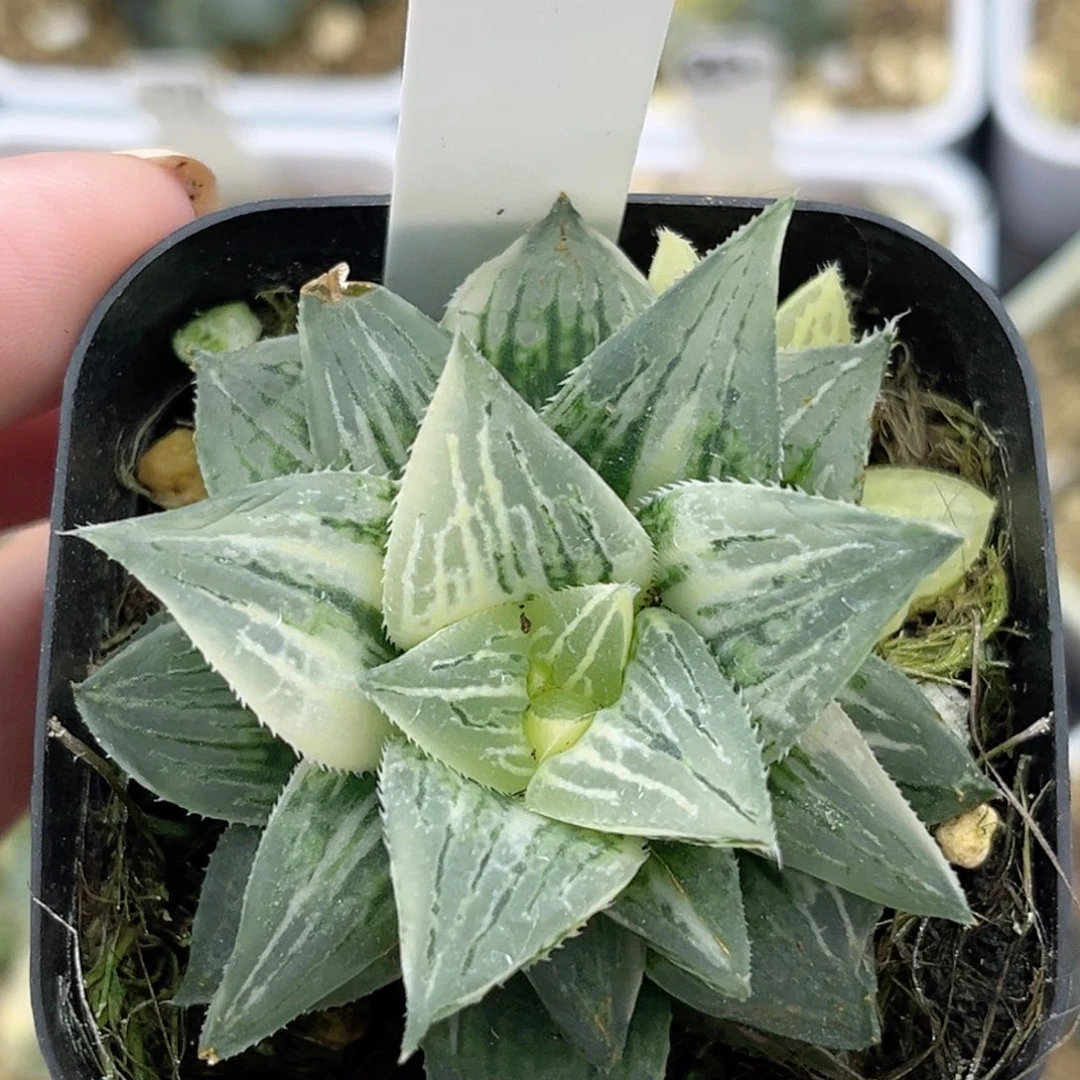 40实生寿锦福利专场