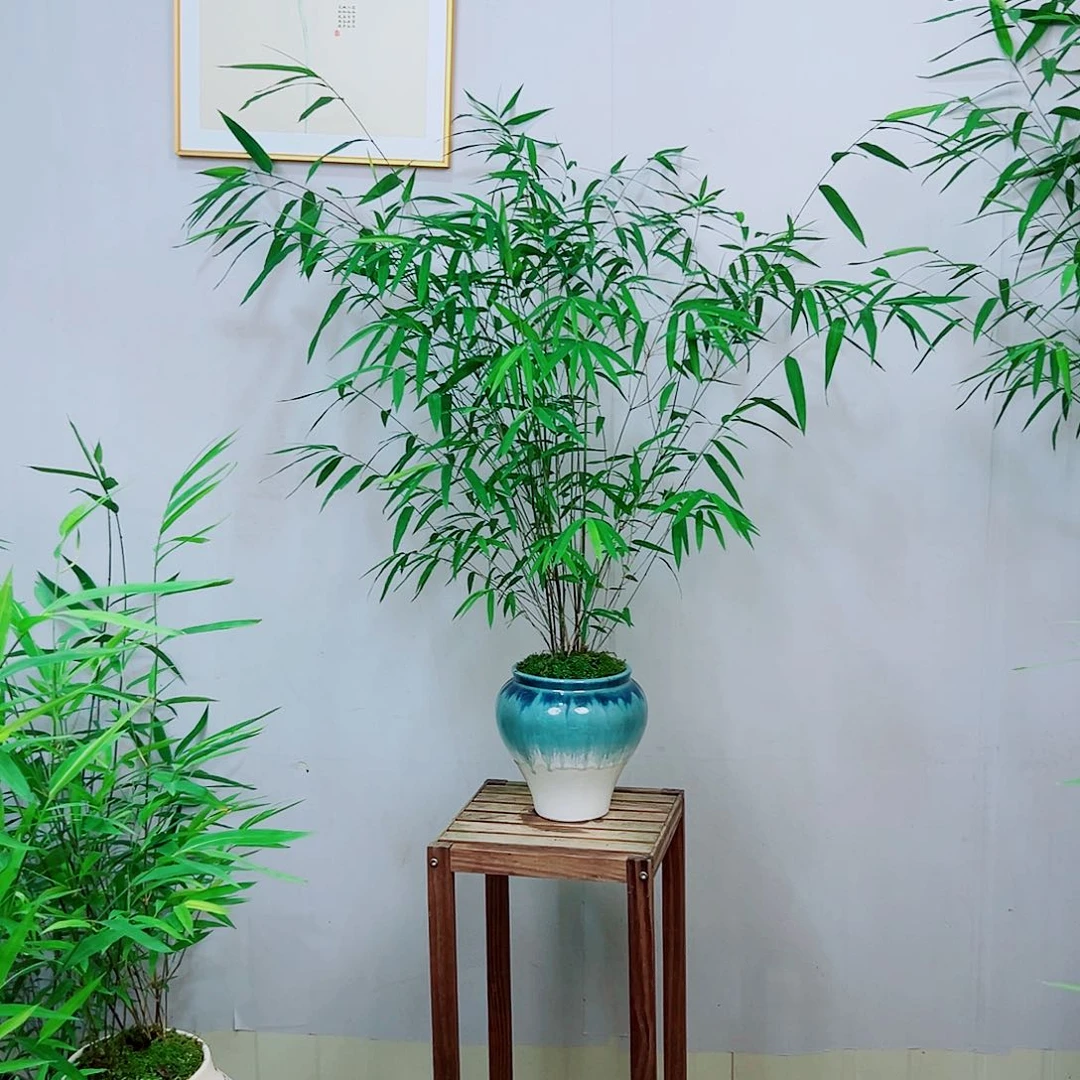 不开花植物内门竹带盆种好