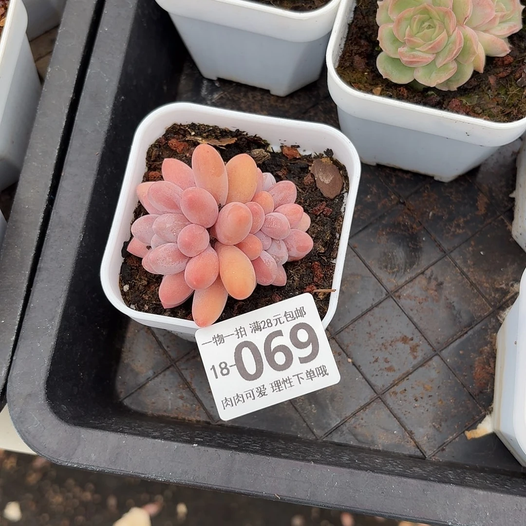 汤圆无盆土发货无