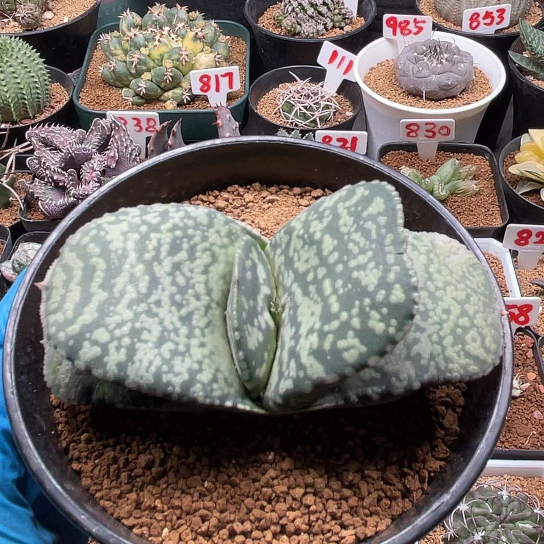 实生宽叶密尤恐龙卧牛