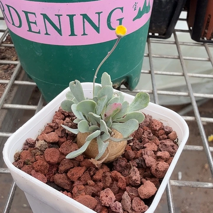 格加厚顿菊2仙人球