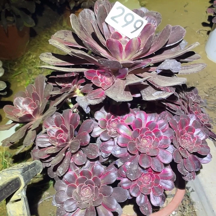 多肉植物法师399丽娜