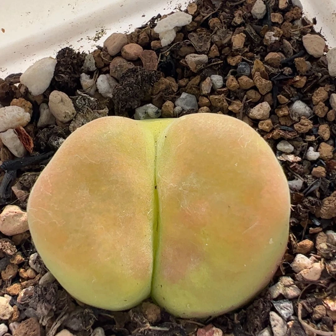 ?*梦36多肉植物百科知识