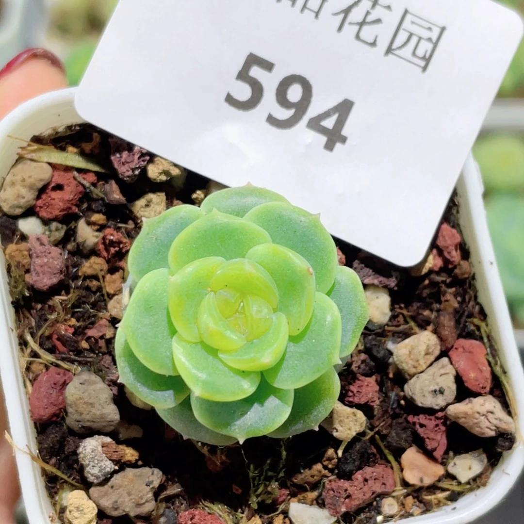 594号糖心冰心珍妮 甜