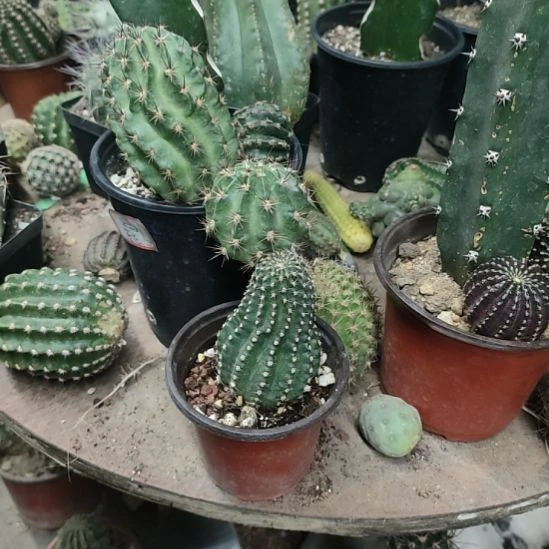 柚***茶仙人球猫爪无根侧芽