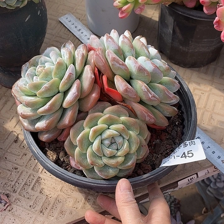 燕***儿小七夕多肉冰玉45