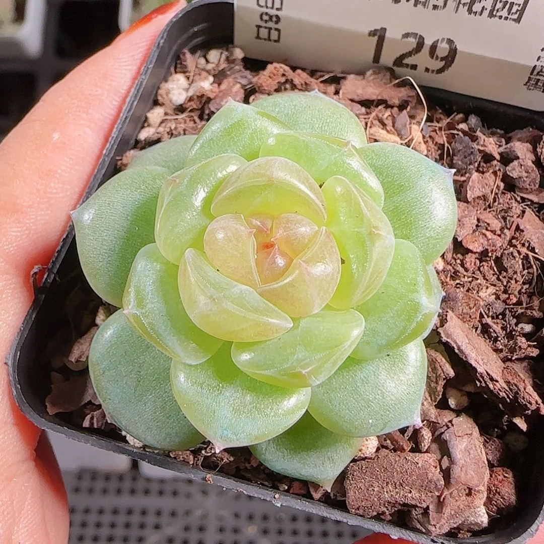 1008---129bl-4一物一拍