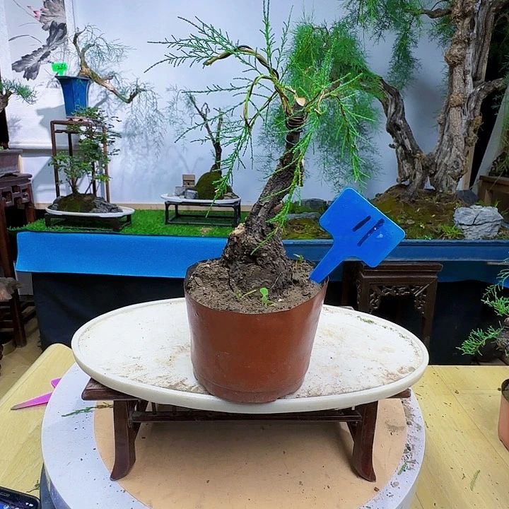 生***虎无花朵三春柳柽柳带盆包邮