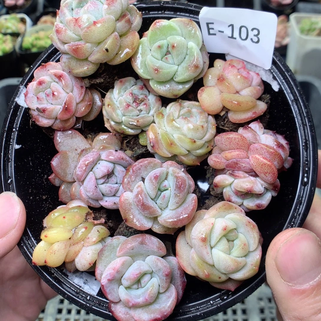 E103y y y y y y y y