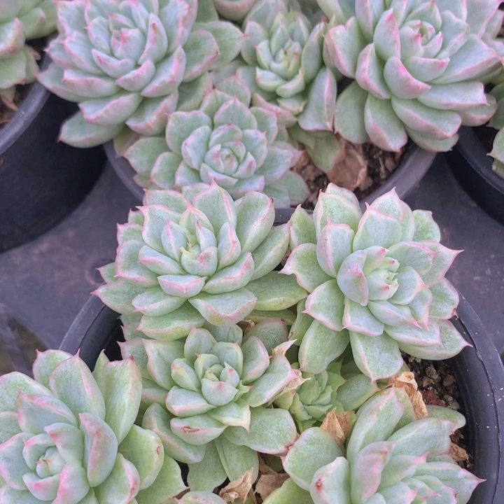 t031饺子锦四头起