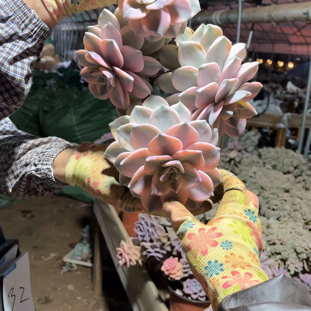 石**生多肉植物紫乐景30