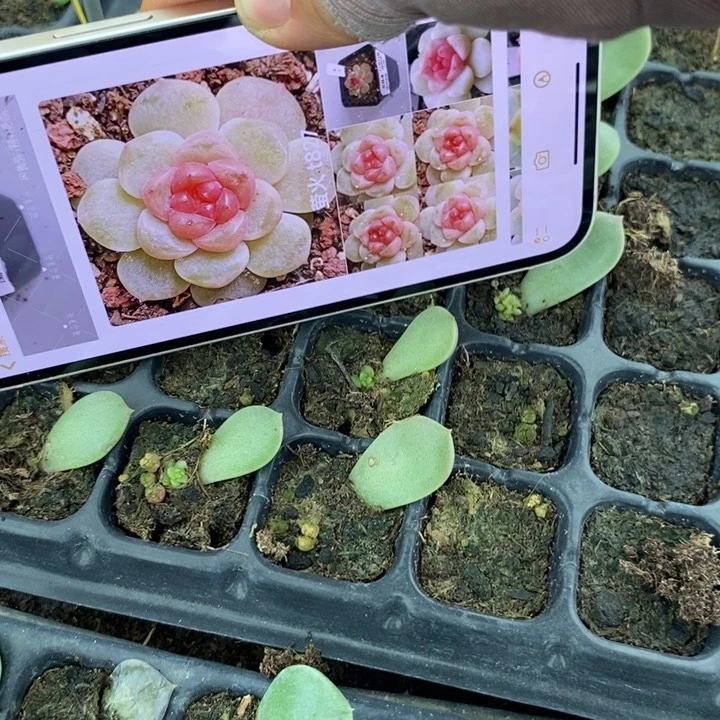 萤火827芽苗一个多肉