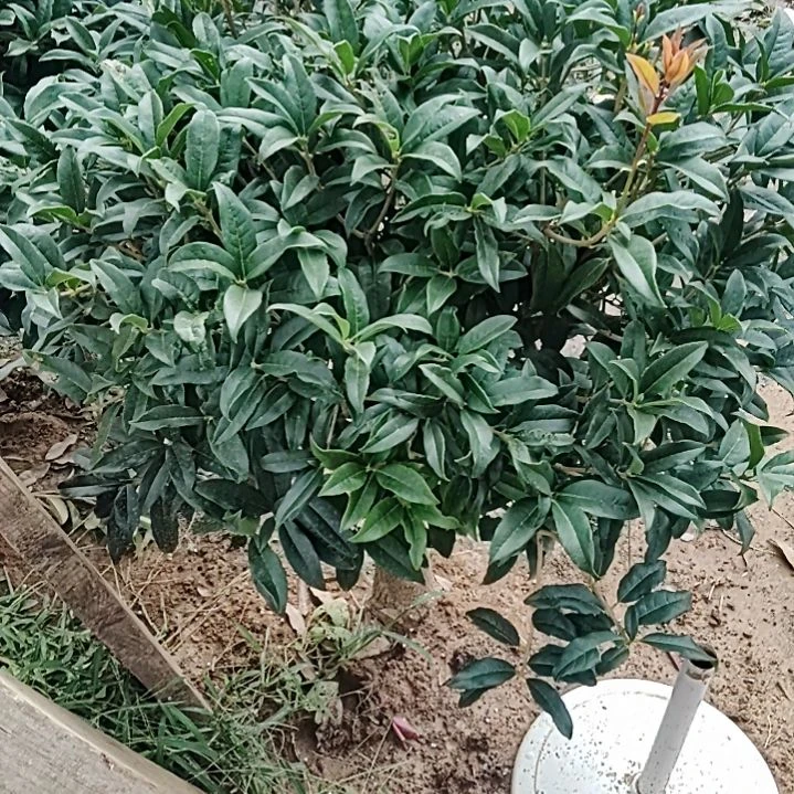 当前无花栽培后可以开花