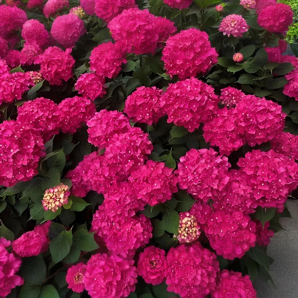 溪木花卉【玫红妈妈】大花绣球适合庭院阳台盆栽苗好养护基地直发